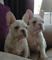 Camada de cachorros bulldog frances macho y hembra