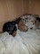 Chihuahua Puppies para la venta 2girls - Foto 1