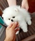 Dulces cachorros de Pomerania - Foto 1