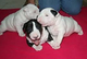 Economicos Cachorros Bull Terrier - Foto 1