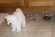 Encantador y casa criar cachorros bichon maltés para su adopción - Foto 1