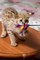 Espléndido gatitos de sabana disponibles - Foto 1