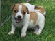 Extraordinarios cachorros jack russell - Foto 1