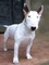 Fenomenal bull terrier cachorros disponibles - Foto 1