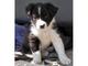 Gratis adorable cachorros border collie