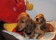 Gratis Cachorros Dachshund listos - Foto 1