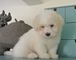 Gratis cachorros de coton de tulear