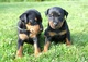 Gratis cachorros pinscher miniatura - Foto 1