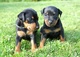 Gratis cachorros pinscher miniatura