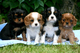 Gratis cavalier king charles cachorros listo