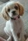 Gratis cocker spaniel cachorros
