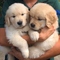 Gratis golden retriever cachorros - Foto 1