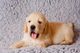 Gratis Golden Retriever cachorros disponible - Foto 1