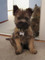 Gratis Gratis Cairn Terrier cachorros - Foto 1