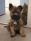 Gratis gratis cairn terrier cachorros