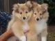 Gratis impresionantes cachorros de perro pastor de shetland