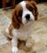 Gratis rey charles charles spaniel