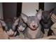 Gratis SPHYNX GATITOS - Foto 1