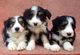 Hermosos cachorros de collie barbudo disponibles - Foto 1
