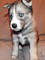 Husky nacional con pedigree - Chignahuapan - Foto 1