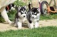 Husky siberiano cachorros - Foto 1