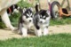 Husky siberiano cachorros