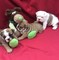 Inglés bulldog puppy shorthair - Foto 1