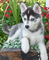 Lindos ojos azules cachorros de husky siberiano disponibles