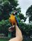 Macaw azul y dorado hembra a mano
