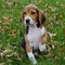 Magníficos cachorros de beagle macho y hembra disponibles