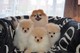 ¡Magníficos cachorros de Pomerania disponibles! - Foto 1