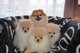 ¡magníficos cachorros de pomerania disponibles!