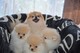 ¡Magníficos cachorros de Pomerania disponibles! - Foto 2