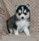 Magníficos cachorros pomsky disponibles