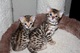 Magníficos gatitos de bengala disponibles