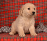 Maravillosos cachorros golden retriever