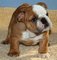 Precioso macho y hembra bulldog inglés cachorros disponibles - ma