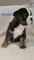 Preciosos cachorros de bulldog ingles - Emiliano Zapata - Foto 1