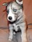Preciosos cachorros de husky siberiano - Buenavista - Foto 1
