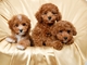 Queridos cachorros poodle disponibles masculino y femenino