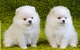 Regalo adorables toy pomeranian cachorros