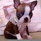 Regalo adorales boston terrier cachorros para adopcion - Foto 1