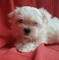 Regalo bichon maltese para la adopción