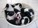 Regalo boston terrier cachorros