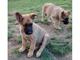 Regalo cachorros belgas malinois