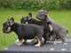 REGALO cachorros bulldog francés para la adopción lindo y adorabl - Foto 1