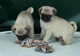 Regalo cachorros carlino pug