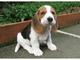 Regalo cachorros de beagle excepcionales