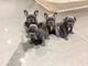 Regalo impresionantes cachorros de bulldog francés azul - Foto 1