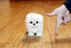Regalo lindo bichon maltes toy cachorros para adopcion - Foto 1